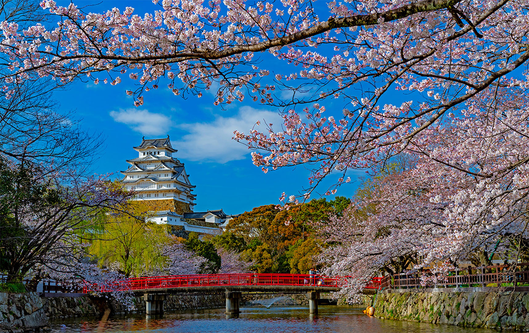 JAPAN Cherry Blossom Festival | The Photographic Society of India